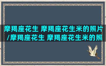 摩羯座花生 摩羯座花生米的照片/摩羯座花生 摩羯座花生米的照片-我的网站